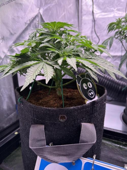 Sour HubbaBubba Haze-Mephisto Bonus. Week 5 - Day 33