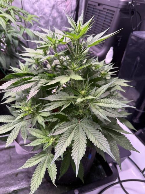 Lemon Cherry Cookies (Encore). Week 7 - Day 42