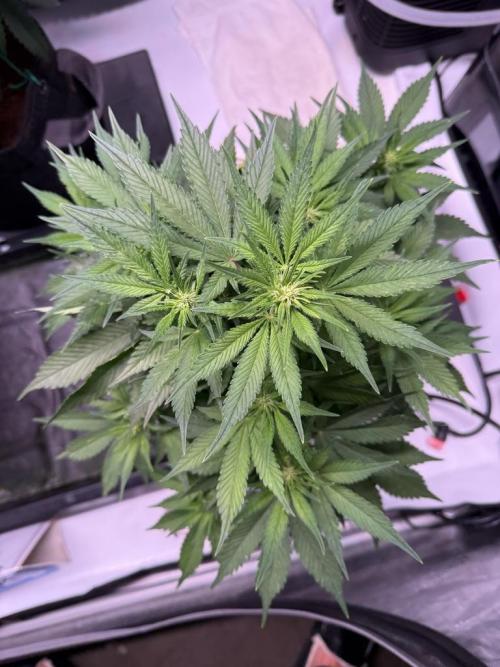 Lemon Cherry Cookies (Encore). Week 7 - Day 42