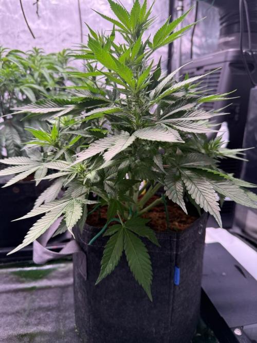 Lemon Cherry Cookies Auto. Week 7