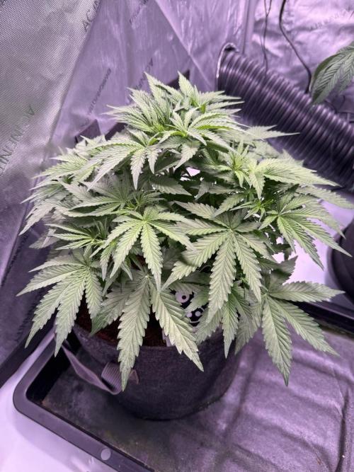 Sour HubbaBubba Haze-Mephisto Bonus. Week 5 - Day 34