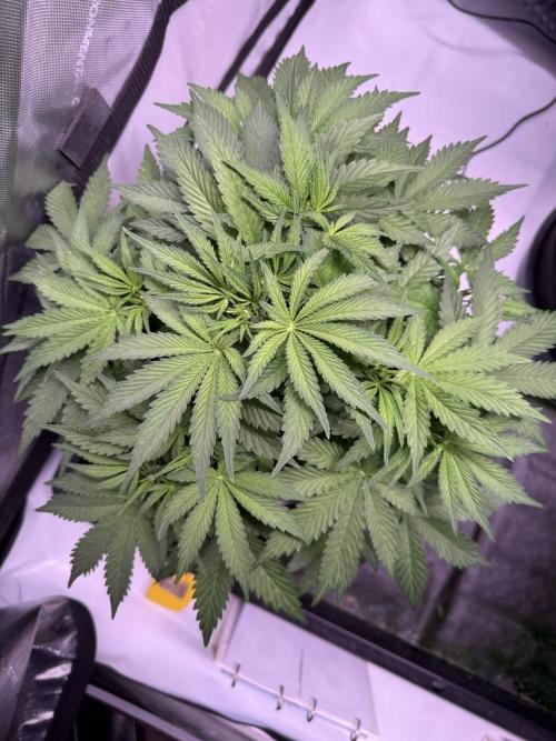 Sour HubbaBubba Haze-Mephisto Bonus. Week 5 - Day 34
