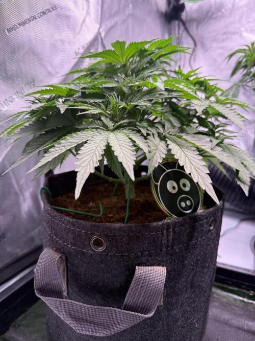 Sour HubbaBubba Haze-Mephisto Bonus. Week 5 - Day 34