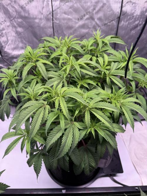 Blueberry Runtz-Clone. Week 5 - Day 35