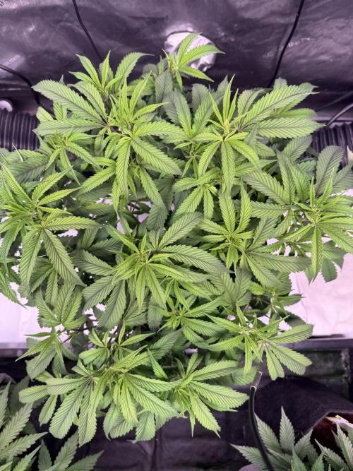 Blueberry Runtz-Clone. Week 5 - Day 35