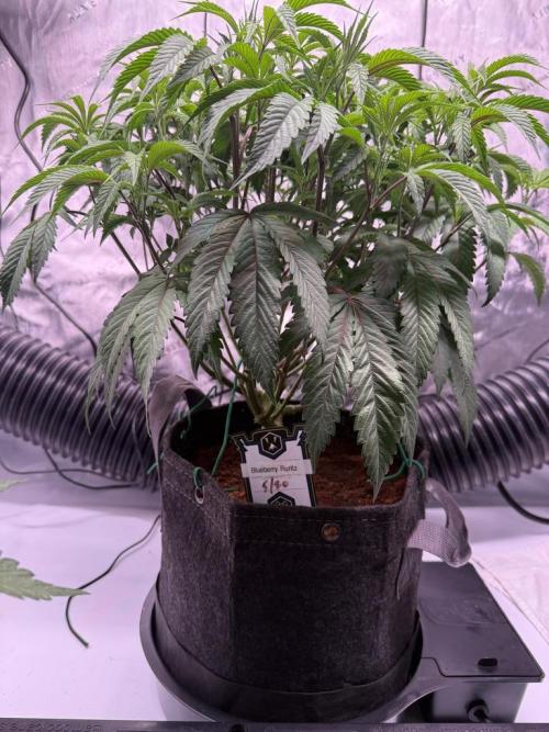 Blueberry Runtz-Clone. Week 5 - Day 35