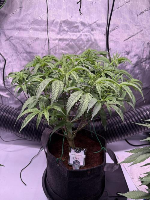 Blueberry Runtz-Clone. Week 5 - Day 35-After bottom trim