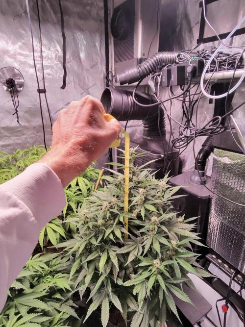 Lemon Cherry Cookies (Encore). Week 8 - Day 51-Height