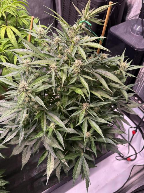 Lemon Cherry Cookies (Encore). Week 8 - Day 51