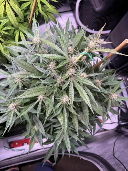 Lemon Cherry Cookies (Encore). Week 8 - Day 51