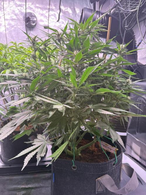 Lemon Cherry Cookies (Encore). Week 8 - Day 51