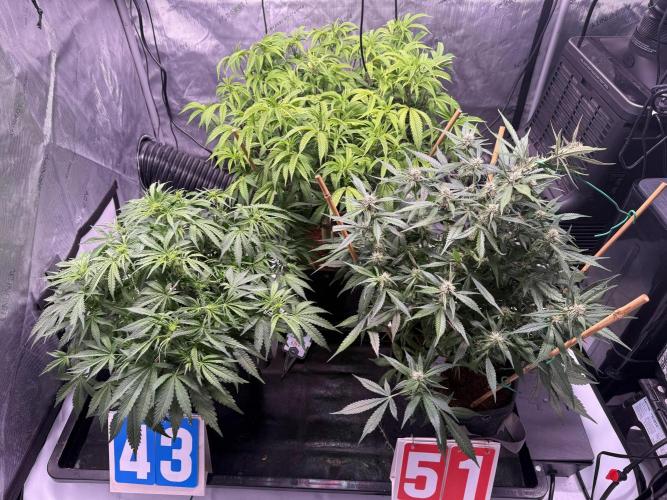 Lemon Cherry Cookies (Encore). Week 8 - LCC front right and BR middle back