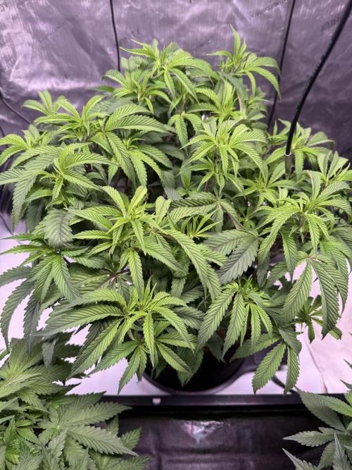 Blueberry Runtz-Clone. Week 6 - Day 36