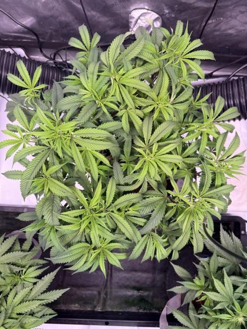 Blueberry Runtz-Clone. Week 6 - Day 36