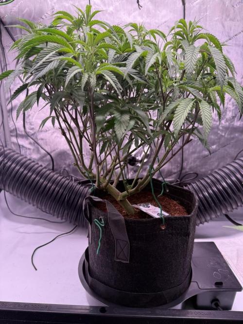 Blueberry Runtz-Clone. Week 6 - Day 36