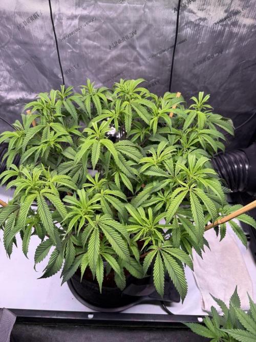 Blueberry Runtz-Clone. Week 6 - Day 37
