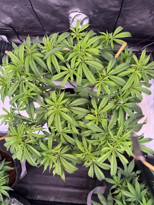Blueberry Runtz-Clone. Week 6 - Day 37