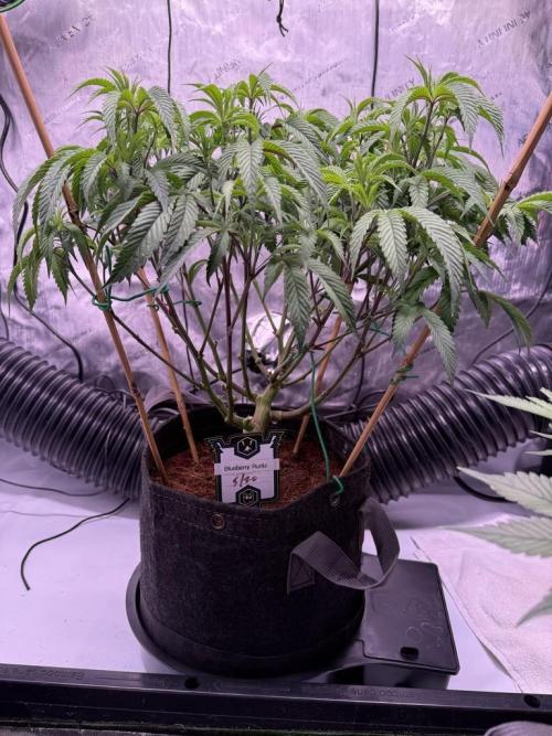 Blueberry Runtz-Clone. Week 6 - Day 37