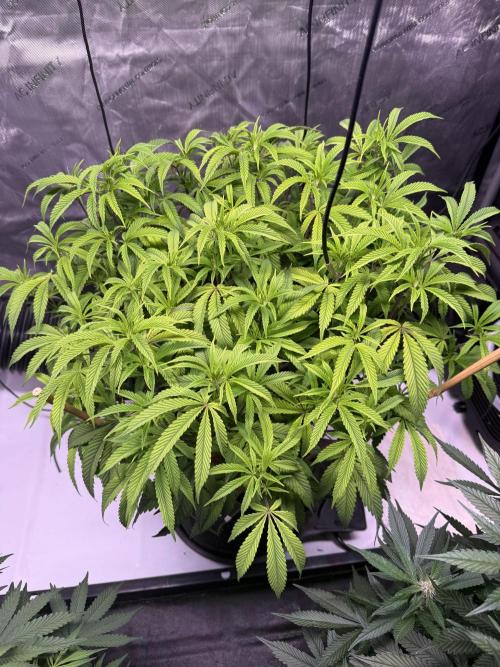 Blueberry Runtz-Clone. Week 7 - Day 44