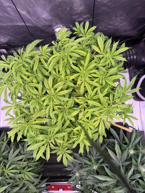 Blueberry Runtz-Clone. Week 7 - Day 44
