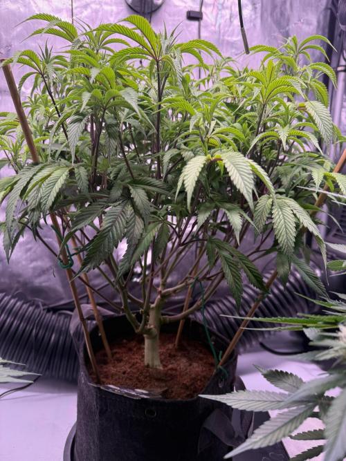 Blueberry Runtz-Clone. Week 7 - Day 44