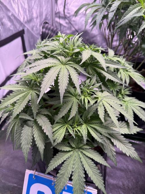 Sour HubbaBubba Haze-Mephisto Bonus. Week 5 - Day 35