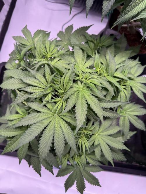 Sour HubbaBubba Haze-Mephisto Bonus. Week 5 - Day 35
