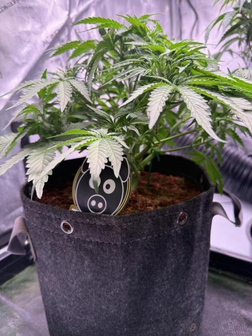 Sour HubbaBubba Haze-Mephisto Bonus. Week 5 - Day 35