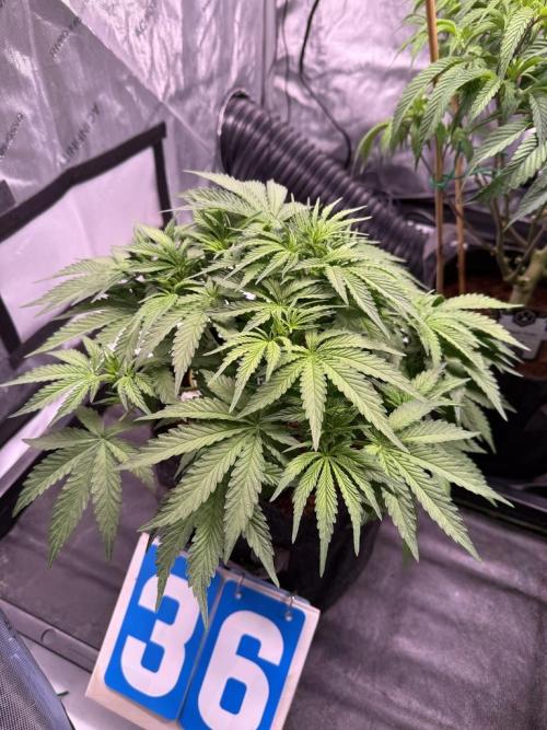 Sour HubbaBubba Haze-Mephisto Bonus. Week 6 - Day 36