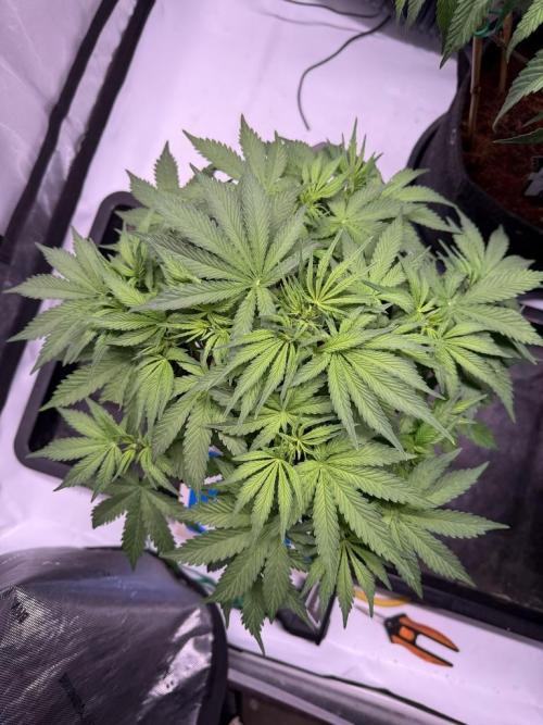 Sour HubbaBubba Haze-Mephisto Bonus. Week 6 - Day 36