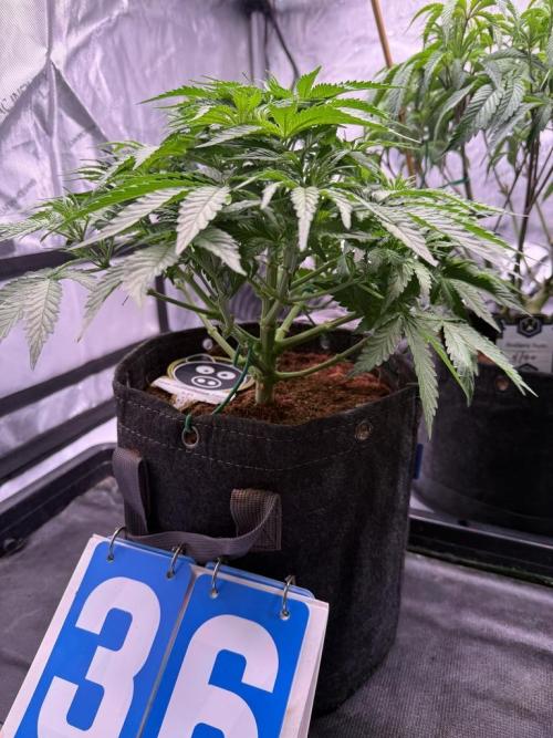 Sour HubbaBubba Haze-Mephisto Bonus. Week 6 - Day 36