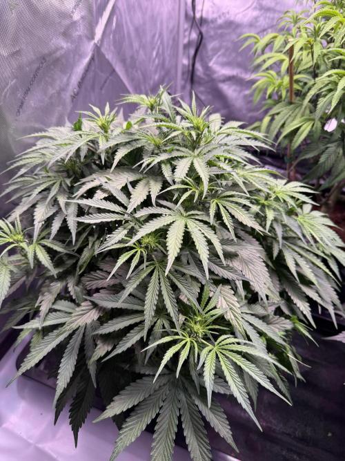 Sour HubbaBubba Haze-Mephisto Bonus. Week 6 - Day 42