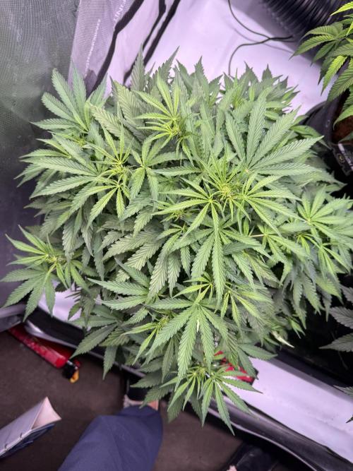 Sour HubbaBubba Haze-Mephisto Bonus. Week 6 - Day 42
