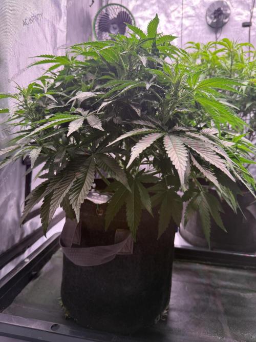 Sour HubbaBubba Haze-Mephisto Bonus. Week 6 - Day 42