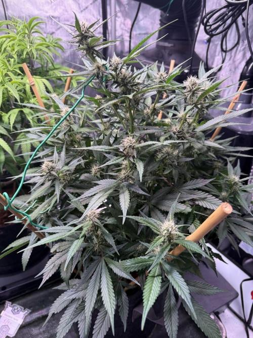 Lemon Cherry Cookies (Encore). Week 8 - Day 52