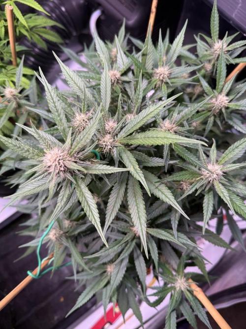 Lemon Cherry Cookies (Encore). Week 8 - Day 52