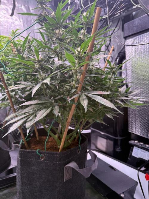 Lemon Cherry Cookies (Encore). Week 8 - Day 52