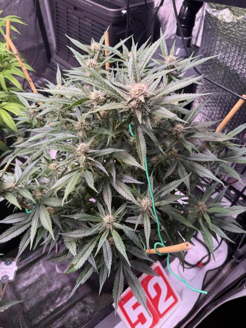 Lemon Cherry Cookies (Encore). Week 8 - Day 53