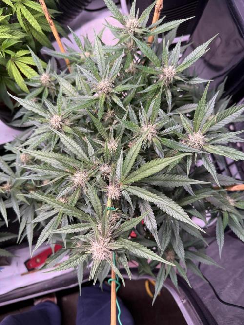 Lemon Cherry Cookies (Encore). Week 8 - Day 53