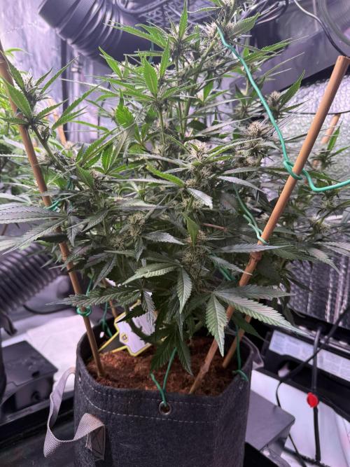 Lemon Cherry Cookies (Encore). Week 8 - Day 53