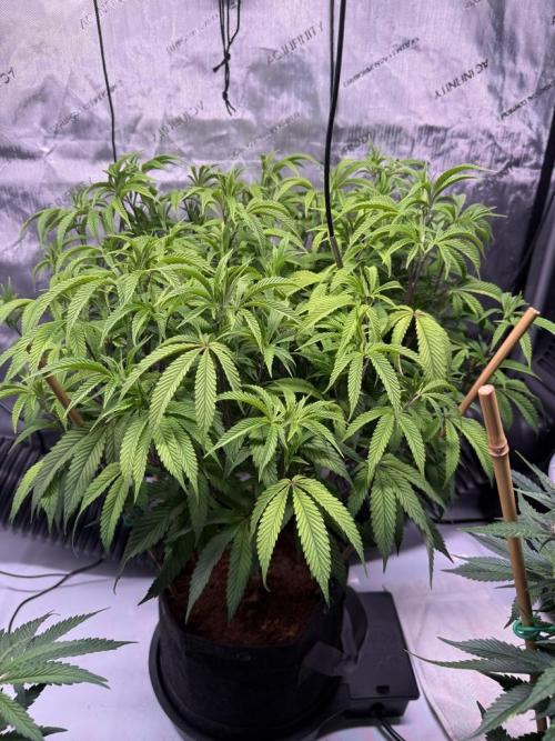 Blueberry Runtz-Clone. Week 7 - Day 45