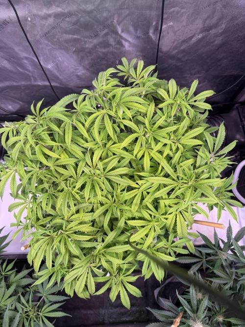 Blueberry Runtz-Clone. Week 7 - Day 45