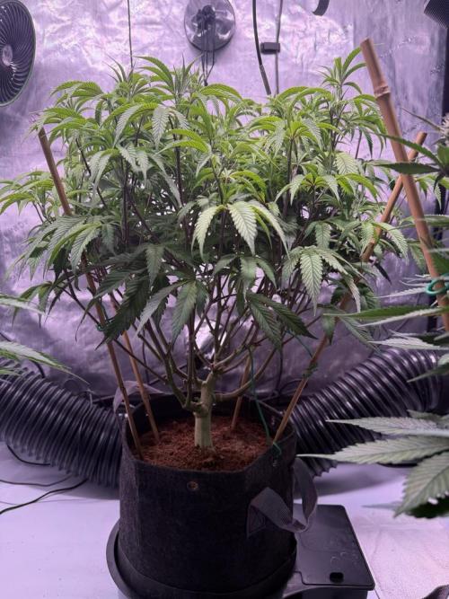 Blueberry Runtz-Clone. Week 7 - Day 45