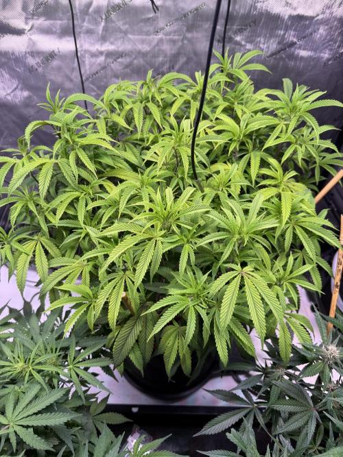 Blueberry Runtz-Clone. Week 7 - Day 46