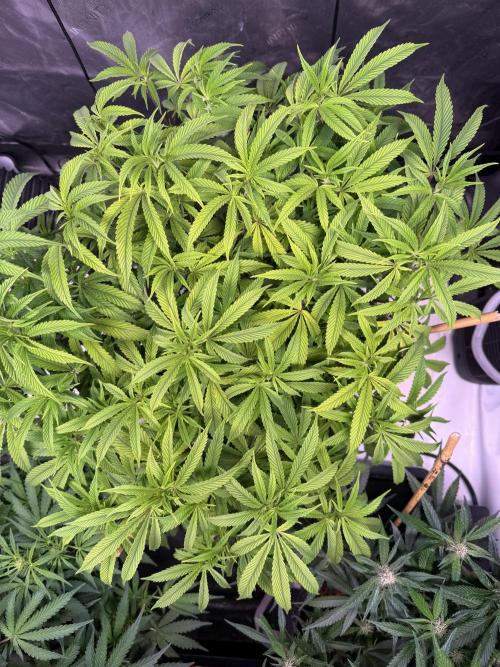 Blueberry Runtz-Clone. Week 7 - Day 46