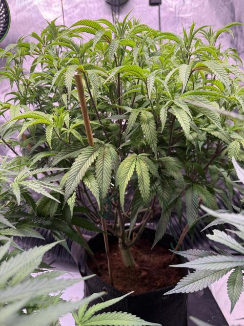 Blueberry Runtz-Clone. Week 7 - Day 46