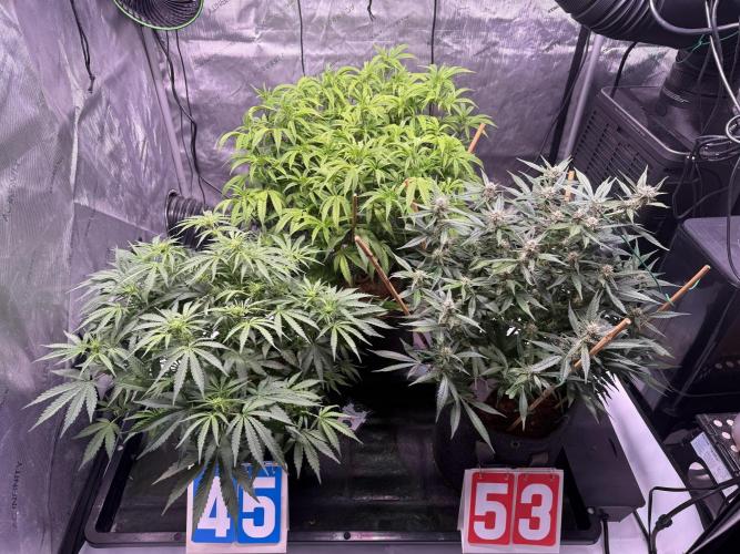 Blueberry Runtz-Clone. Week 7 - Day 46-Tent shot with autos. BR in back.