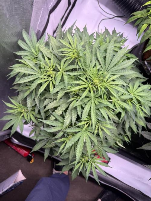 Sour HubbaBubba Haze-Mephisto Bonus. Week 7 - Day 43