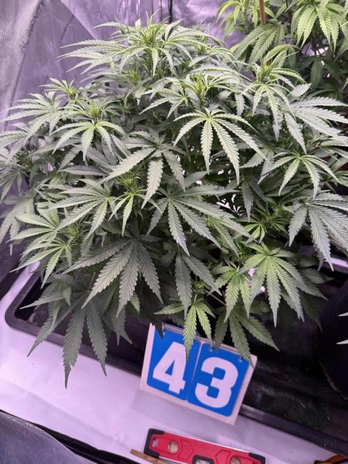 Sour HubbaBubba Haze-Mephisto Bonus. Week 7 - Day 44