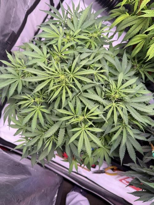 Sour HubbaBubba Haze-Mephisto Bonus. Week 7 - Day 44